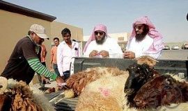 18 ألف مذبوحات الاحساء حتى ثاني أيام " الاضحى "