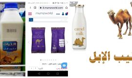 حليب الإبل ذهب الصحراء الأبيض