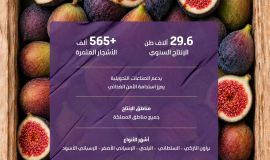 التين يحلّي موسم الصيف ويُنعش الأسواق بإنتاج نحو 30 ألف طن من أجود الأصناف المحلية